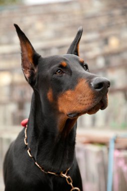 parkta güzel siyah doberman köpek