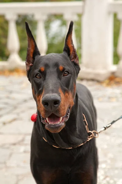 Portrét krásné dobermann psa v parku venkovní — Stock fotografie