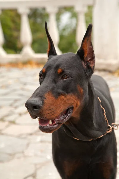 Portrét krásné dobermann psa v parku venkovní — Stock fotografie
