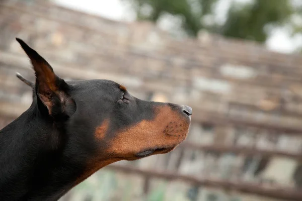 Dobermann piękny portret psa w parku na świeżym powietrzu — Zdjęcie stockowe