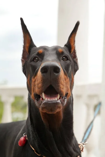 Hermoso perro doberman negro en el parque — Foto de Stock