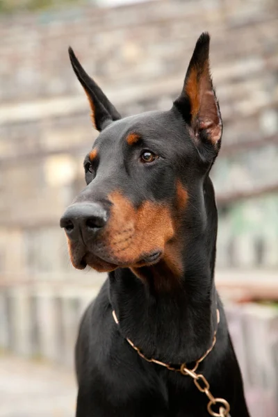 Krásný černý Dobrman pes v parku — Stock fotografie