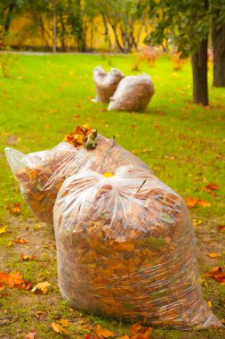 parkta temizlik sonbahar