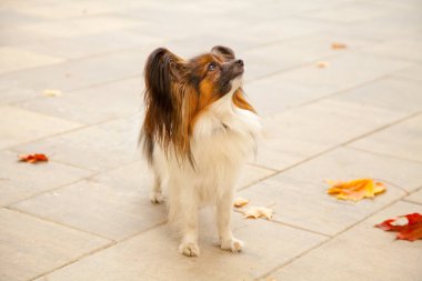 Sonbahar parkta küçük papillon köpek
