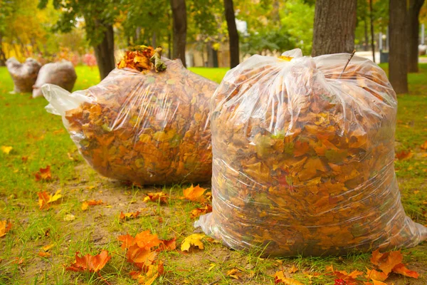 Autumn fall city park with leaves — Stock Photo, Image