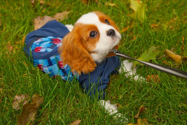 Muito bonito pequeno cachorro marrom branco no parque de outono — Fotografia de Stock