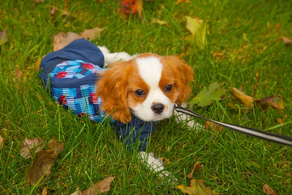 Bastante lindo perrito blanco marrón en el parque de otoño —  Fotos de Stock