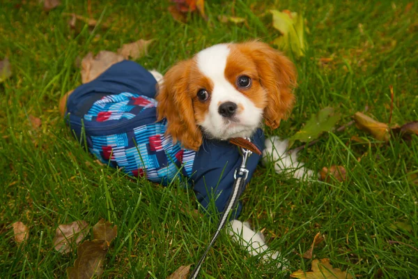 Pretty cute little white brown puppy in the autumn park — Stock Photo, Image