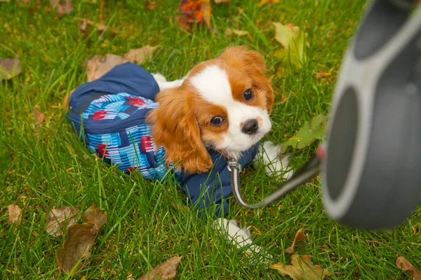 Pretty cute little white brown puppy in the autumn park — Stock Photo, Image