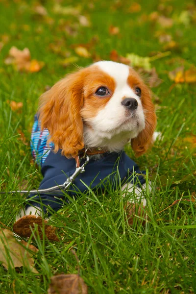 Симпатичный маленький бело-коричневый щенок в осеннем парке — стоковое фото