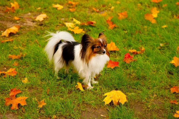 Kleiner Papillonhund im Herbstpark — Stockfoto