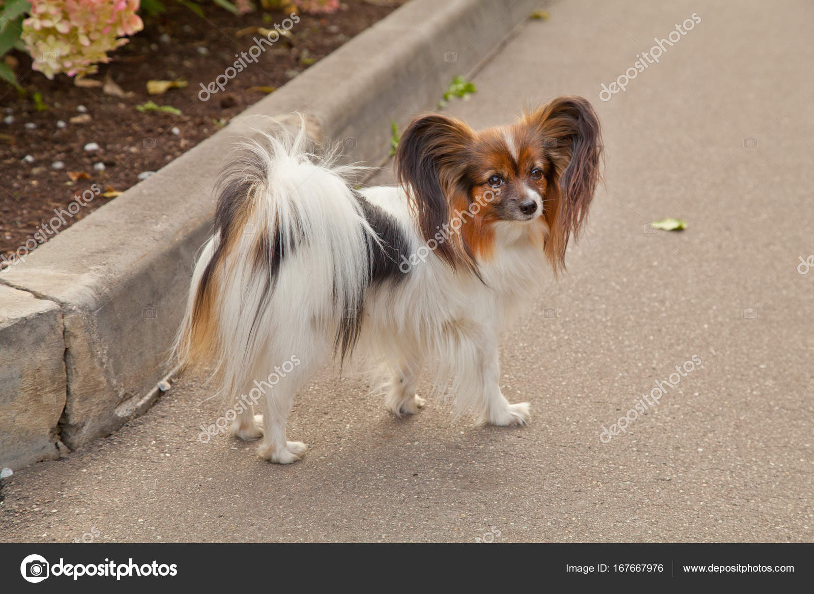 Gentil Petit Chien Mignon En Plein Air Photographie