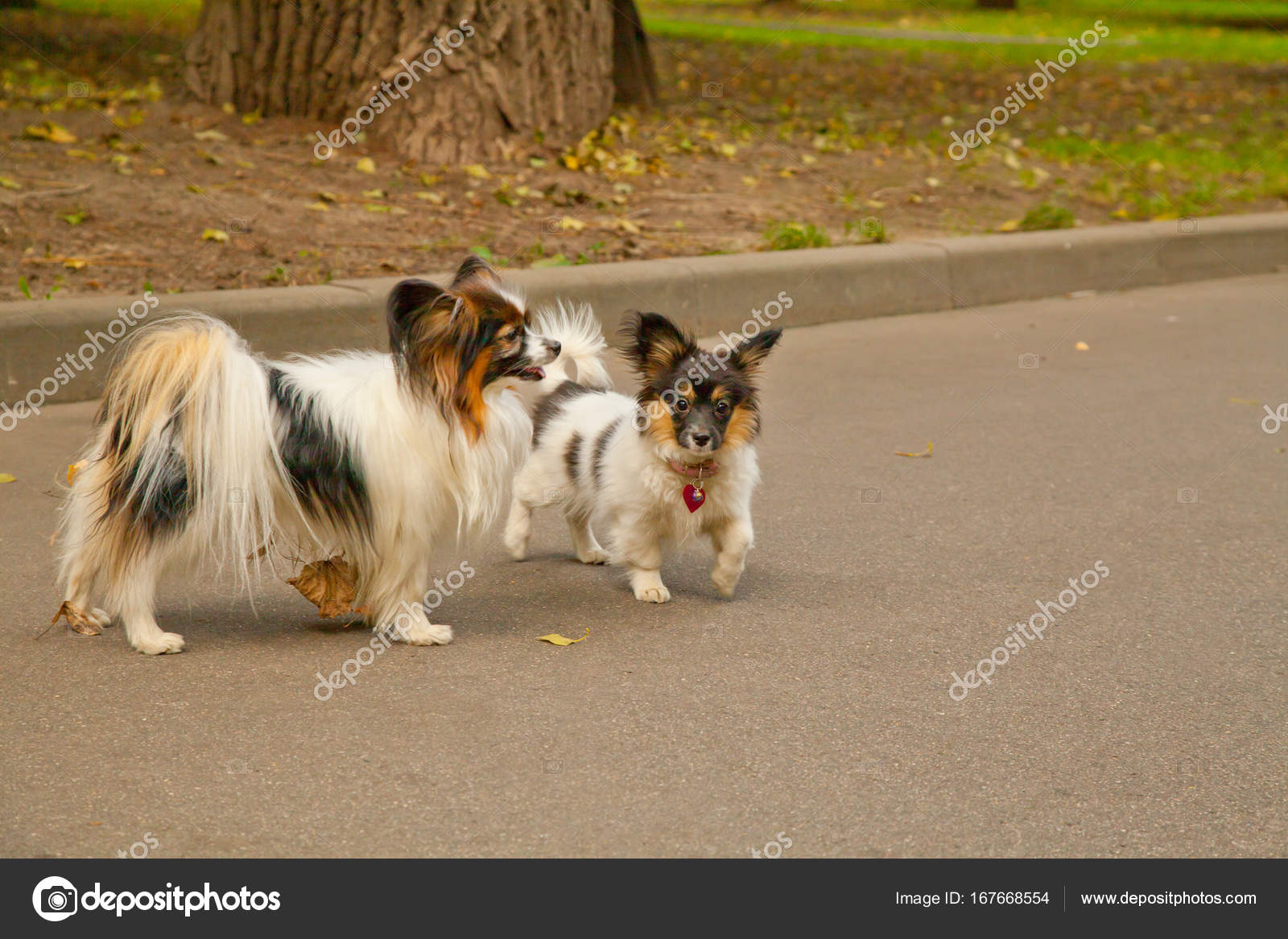 Gentil Petit Chien Mignon En Plein Air Photographie