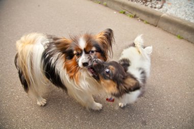 güzel şirin küçük köpek açık