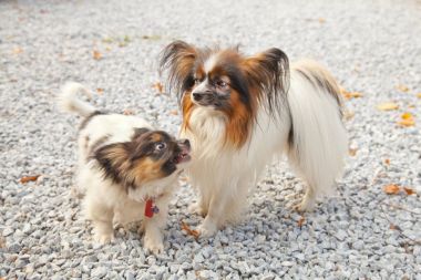 güzel şirin küçük köpek açık