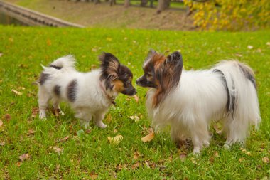 güzel şirin küçük köpek açık
