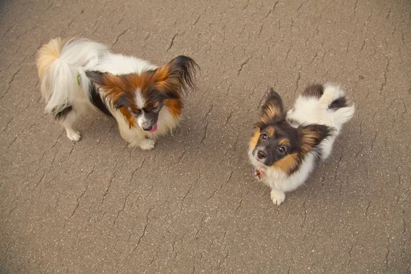 素敵な屋外かわいい犬 — ストック写真