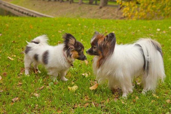 güzel şirin küçük köpek açık