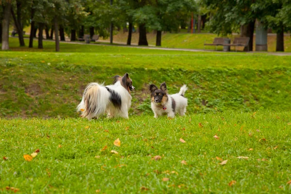 Lindo lindo pequeño perro al aire libre — Foto de Stock