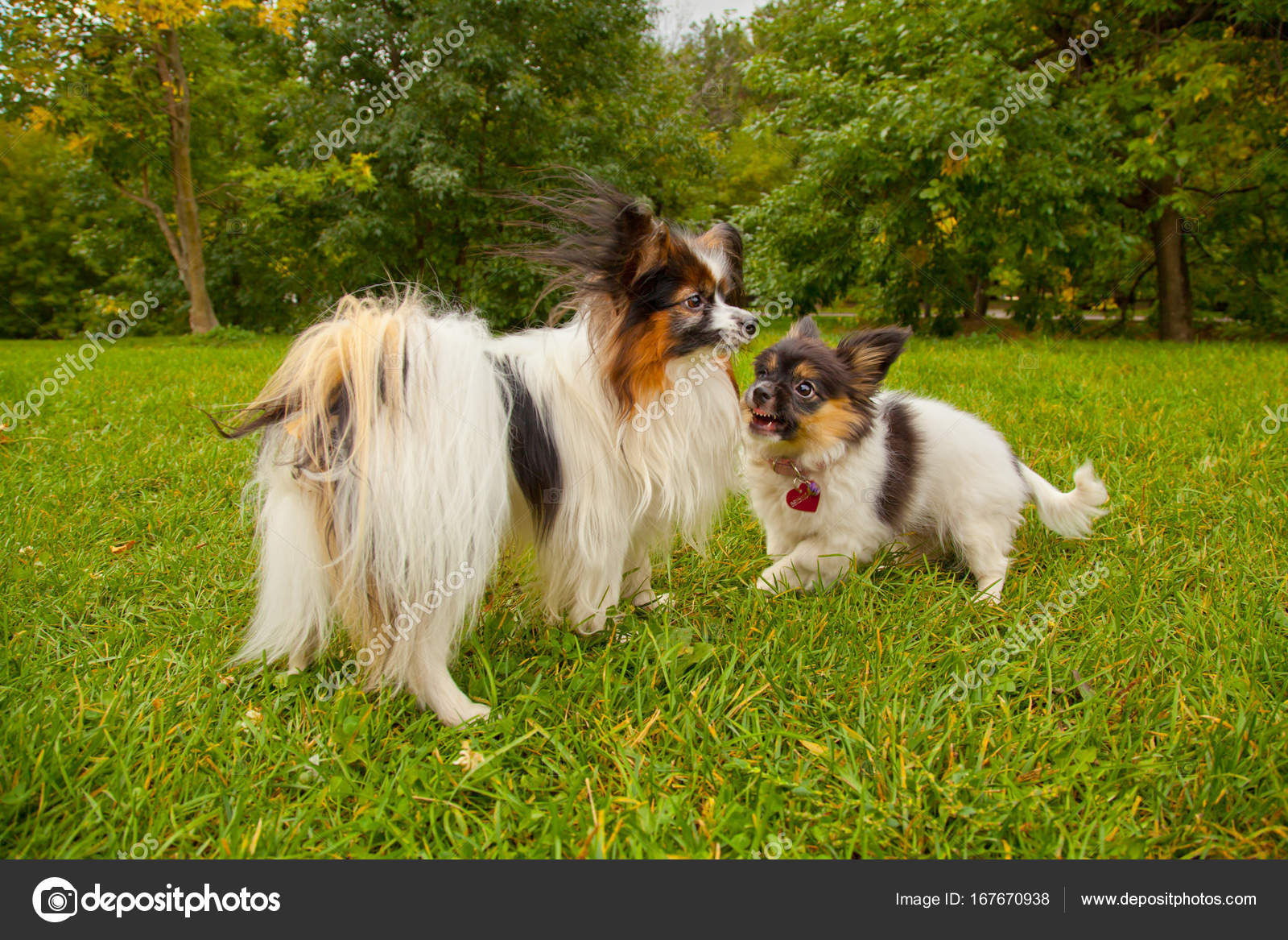 Gentil Petit Chien Mignon En Plein Air Photographie