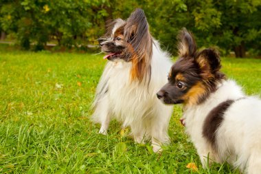 güzel şirin küçük köpek açık