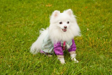 Oldukça sevimli pomeranian spitz köpek