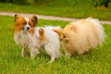 Oldukça sevimli pomeranian spitz köpek