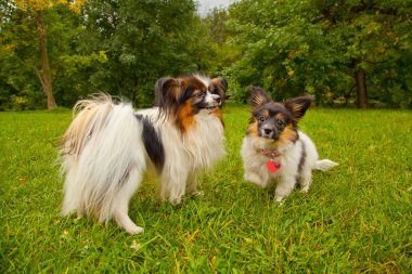 güzel şirin küçük köpek açık