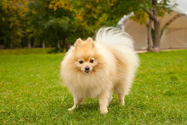 Oldukça sevimli pomeranian spitz köpek