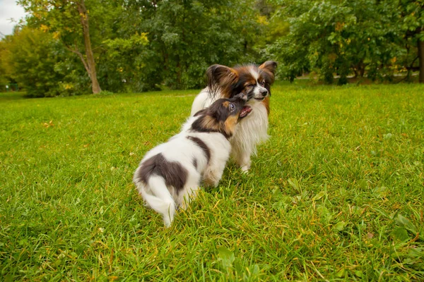 Netter kleiner Hund im Freien — Stockfoto