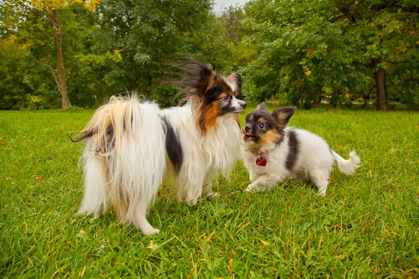 güzel şirin küçük köpek açık