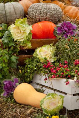 taze sebze açık düşmek