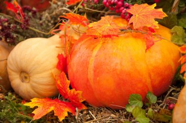taze sebze açık düşmek