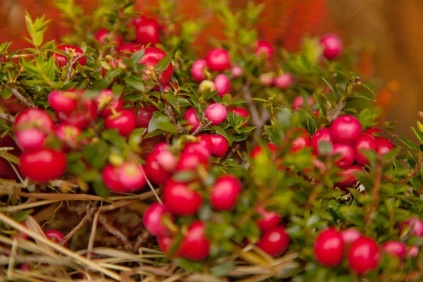 Cranberry food in the nature — Stock Photo, Image