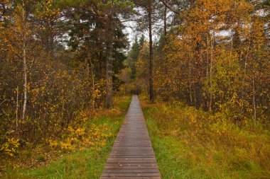 sonbahar orman yolu yolu