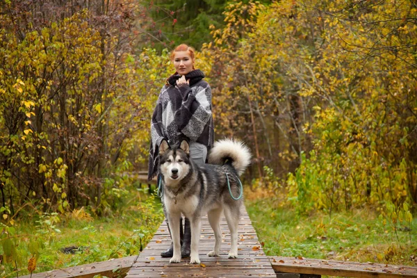 Hübsche Frau mit roten Haaren unterwegs mit ihrem riesigen Hund Malamute — Stockfoto