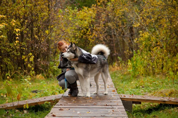 Jolie femme aux cheveux rouges voyageant avec son énorme chien Malamute — Photo