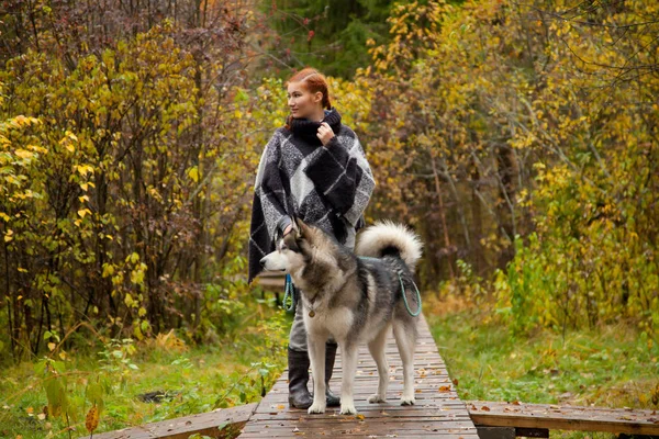 Mujer bonita con el pelo rojo viajando con su enorme perro Malamute — Foto de Stock
