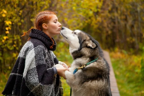 Jolie femme aux cheveux rouges voyageant avec son énorme chien Malamute — Photo