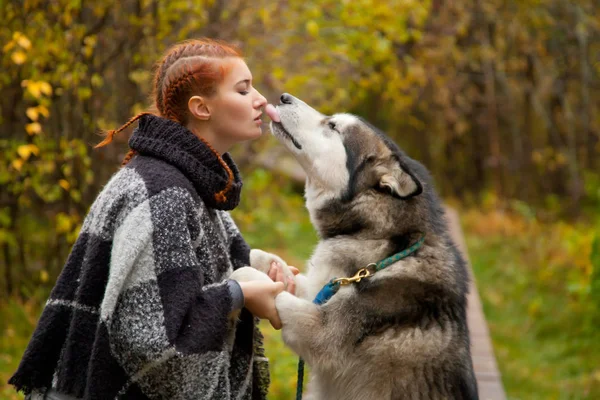 Красотка с рыжими волосами путешествует со своей огромной собакой Маламут — стоковое фото