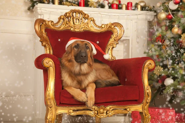 Gyönyörű Fiatal Pásztor Kutya Santa Claus Kalap Feküdt Egy Vörös — Stock Fotó