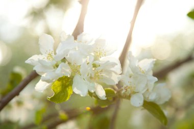 elma meyve bahçesi Bahçe beyaz çiçekli