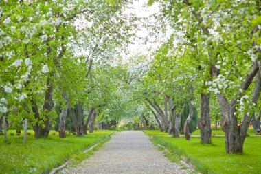 elma meyve bahçesi Bahçe beyaz çiçekli