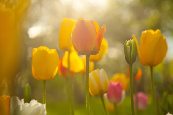 Hermoso Campo Tulipanes Flores Coloridas Con Luz Solar — Foto de Stock