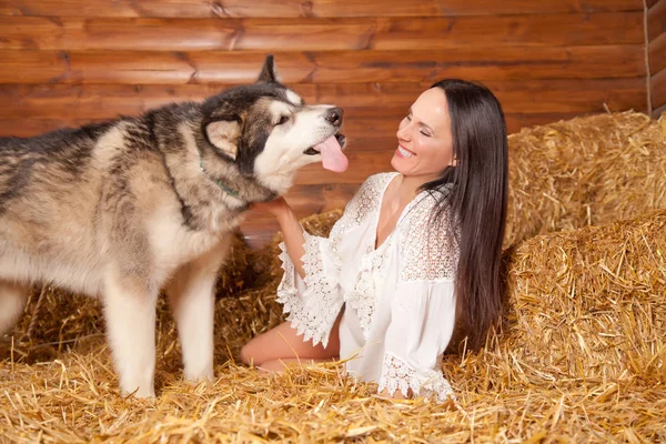 Hermosa Chica Positiva Alegre Juega Con Perro Malamute Heno — Foto de Stock