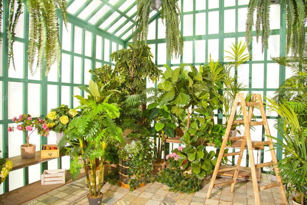 green greenhouse with wooden staircase inside with nobody