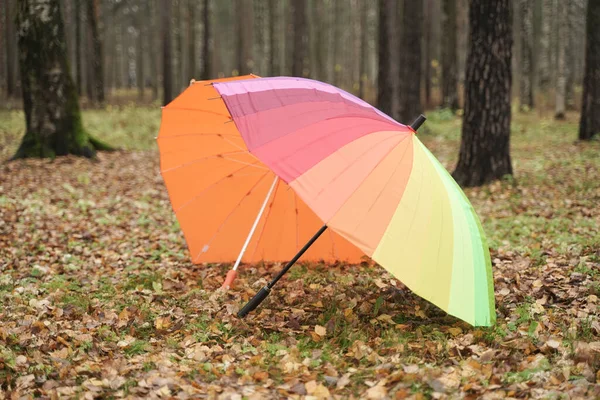 Dwa duże jasne parasole są otwarte i stoją na ziemi. Nikt w jesiennym parku — Zdjęcie stockowe