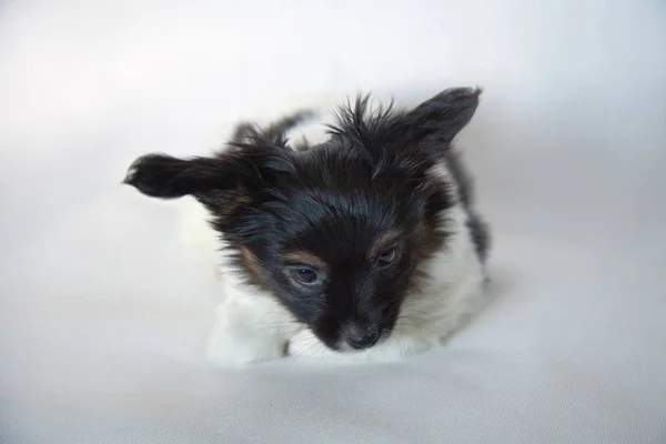 Beau Petit Chiot Se Trouve Sur Le Lit Melange Creature Stock Photo Beau Petit Chiot Se Trouve Sur Le Lit Melange Creature Stock Photo