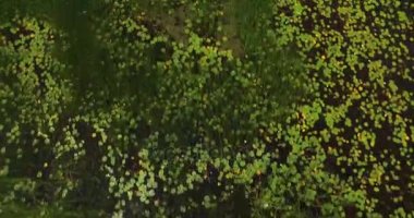 Deniz sörf close-up. Kıyı deniz suyu ve yosun ile kaplı büyük kayalar.