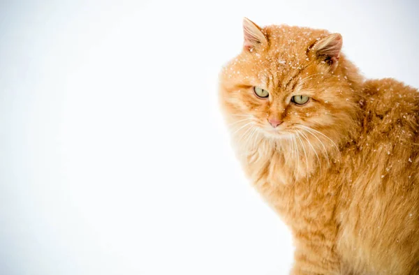 Kışın oturan zencefil kedi